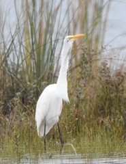 Ardea alba