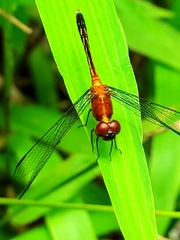 Erythrodiplax andagoya