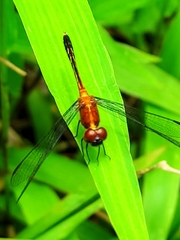 Erythrodiplax andagoya