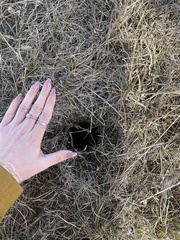 Castorimorpha