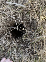Castorimorpha
