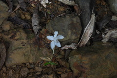 Alniphyllum pterospermum