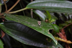 Deltoplastis commatopa