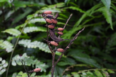 Alniphyllum pterospermum