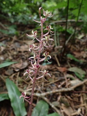 Liparis formosana