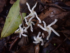 Anodendron benthamianum