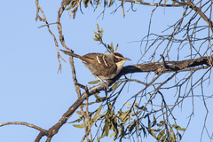 Pomatostomus ruficeps