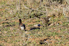 Pomatostomus ruficeps