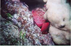 Heteropriacanthus cruentatus