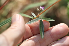 Glycine cyrtoloba