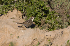Pomatostomus ruficeps