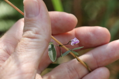 Glycine cyrtoloba