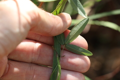 Glycine cyrtoloba