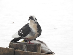 Columba livia domestica