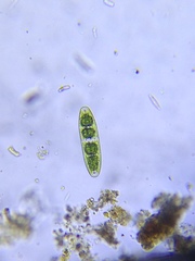 Planotaenium interruptum