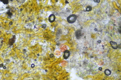 Gloeocapsopsis magma