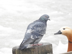 Columba livia domestica