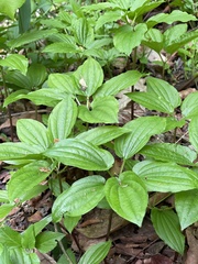 Croomia pauciflora