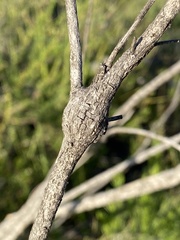 Gnorimoschema powelli