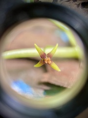 Croomia pauciflora