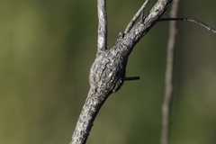 Gnorimoschema powelli