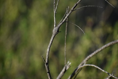 Gnorimoschema powelli