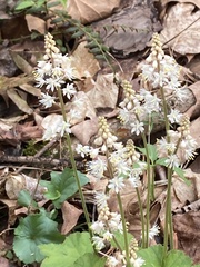 Tiarella wherryi
