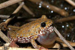 Hyperolius marginatus