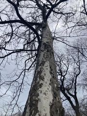 Platanus occidentalis