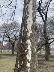 Platanus occidentalis