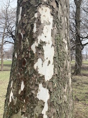Platanus occidentalis