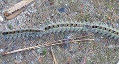 Thaumetopoea pinivora