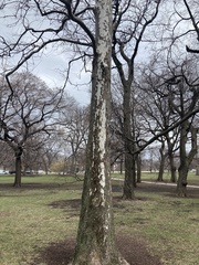Platanus occidentalis