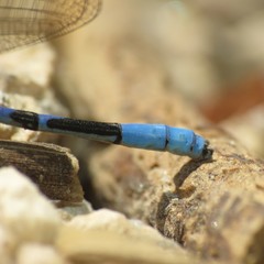 Argia munda