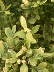 Buxus