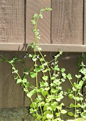 Sairocarpus pusillus