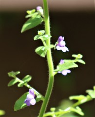 Sairocarpus pusillus