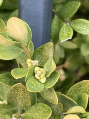 Buxus