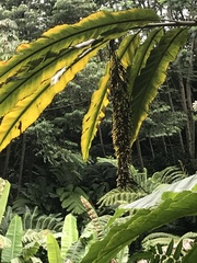 Alpinia boia