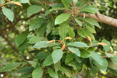 Pittosporum ferrugineum