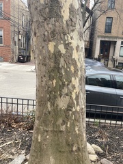 Platanus occidentalis