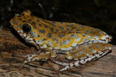 Hyperolius marginatus