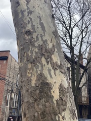 Platanus occidentalis