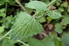 Agastache breviflora