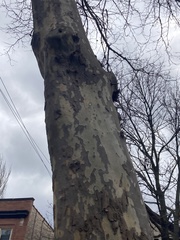 Platanus occidentalis