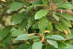 Pittosporum ferrugineum