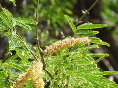 Prosopis laevigata