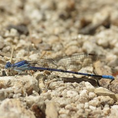Argia munda
