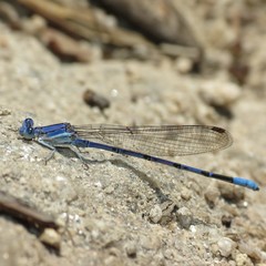 Argia munda