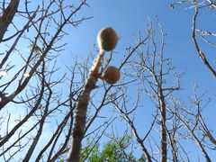 Bursera